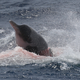 Illustration for article titled Unprecedented Images Show Orcas Hunting and Killing Rare Beaked Whales